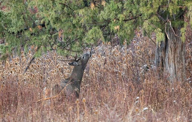 Buck at licking branch — key public land scouting sign