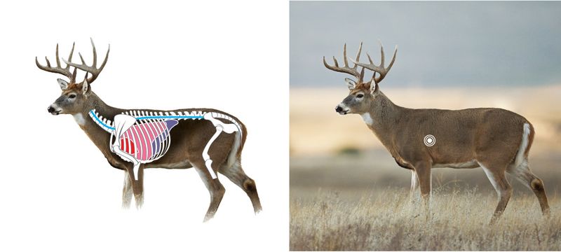 Deer shot placement anatomy guide showing heart and lung kill zone for bowhunting