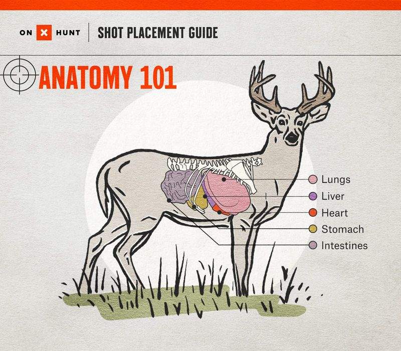 deer vital zones anatomy chart for bowhunting showing lungs liver heart positions