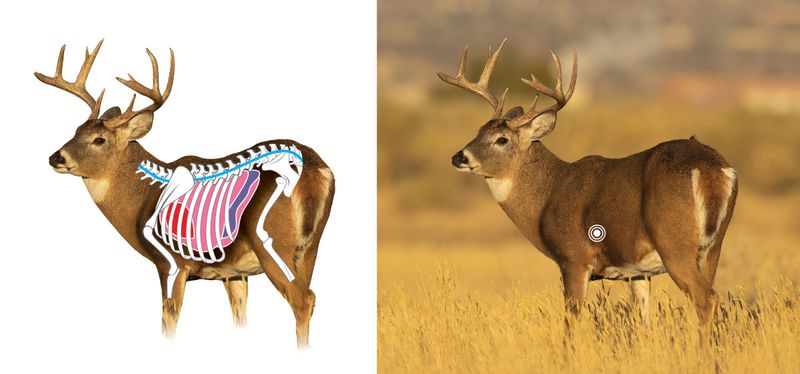 Quartering-away deer vitals anatomy diagram showing diagonal arrow path through both lungs