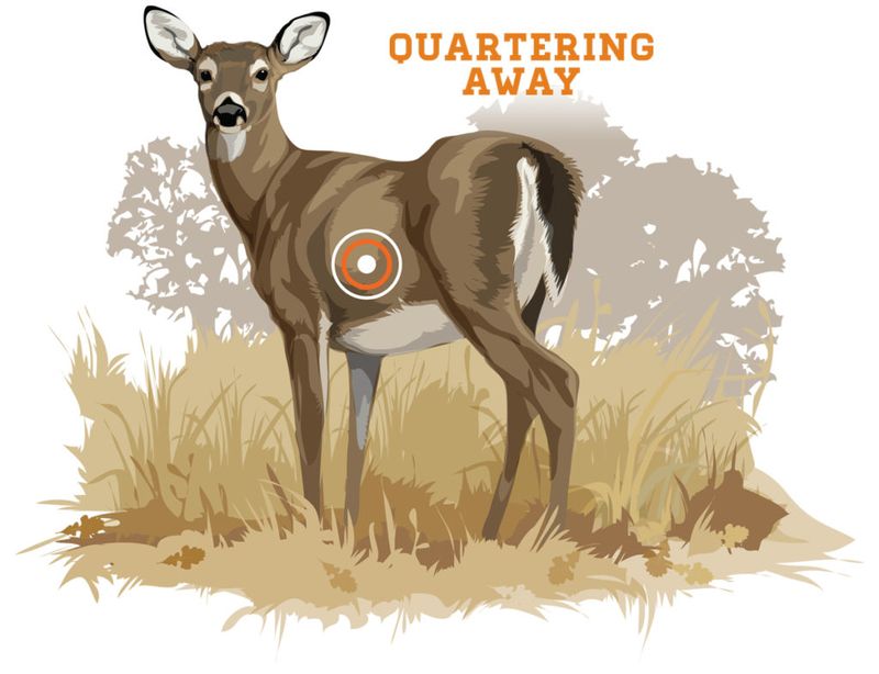 Quartering-away shot placement diagram for deer bowhunting