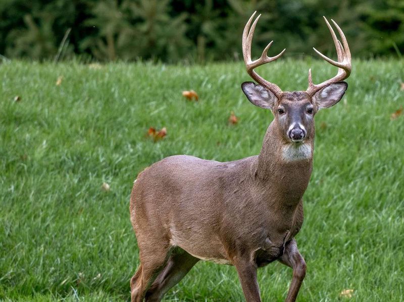 Quartering-to bowhunting shot angles illustrating why skeletal obstruction makes this a poor choice