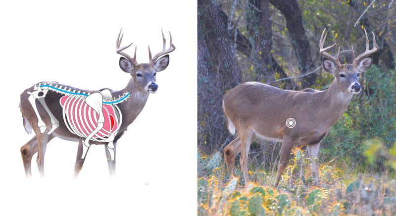 Quartering-toward shot placement for compound bow deer hunting showing vital path