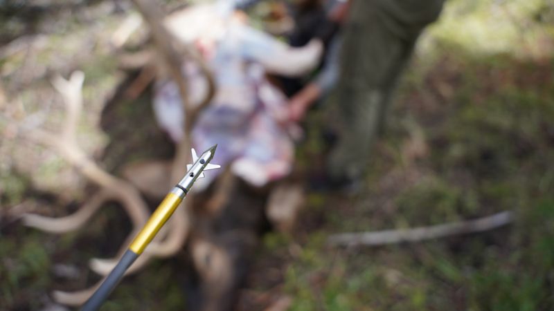 SEVR mechanical broadhead used on a bull elk bowhunt