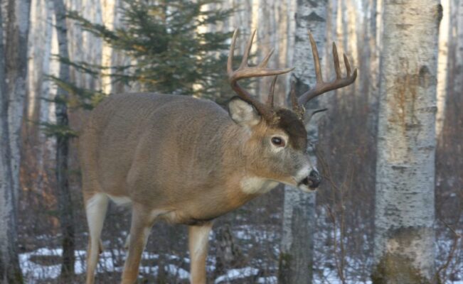 Whitetail buck broadside in winter woods — ideal bowhunting shot angle