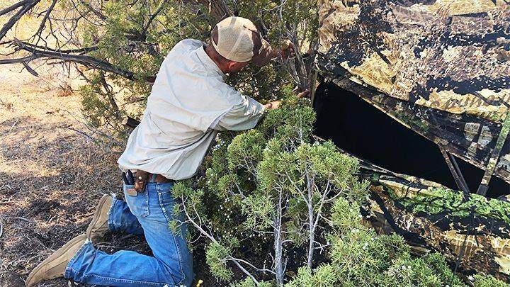 Hunter adding natural brush to exterior of ground blind for better concealment